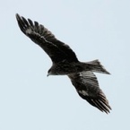 hawk-hovering-over-enoshima_2456876鷹　無料写真.jpg